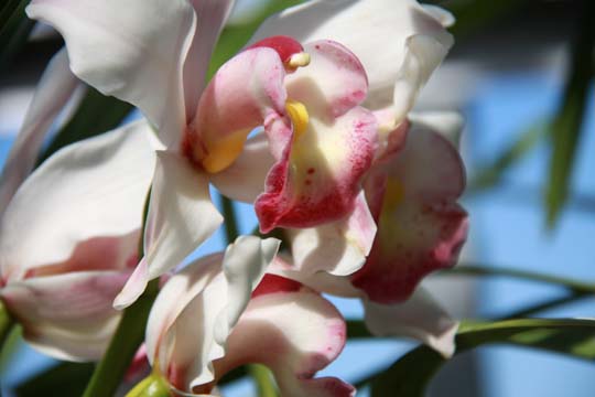 wh_orchid_053