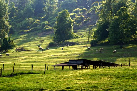 md_sheepfield