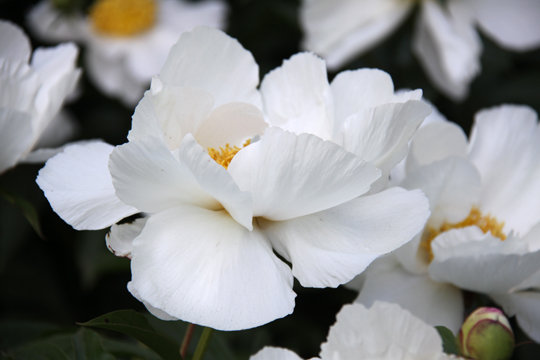wh_White Peonies_6573