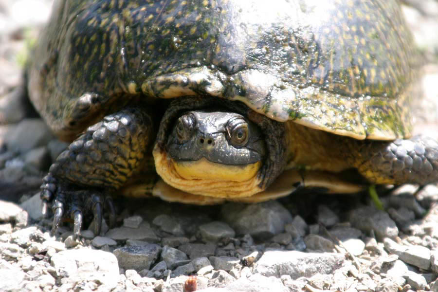why did the turtle cross the road?