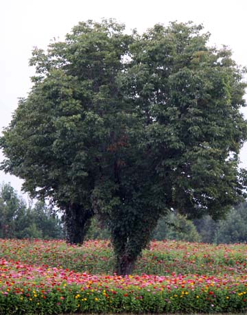 nc_Zinnea field_079