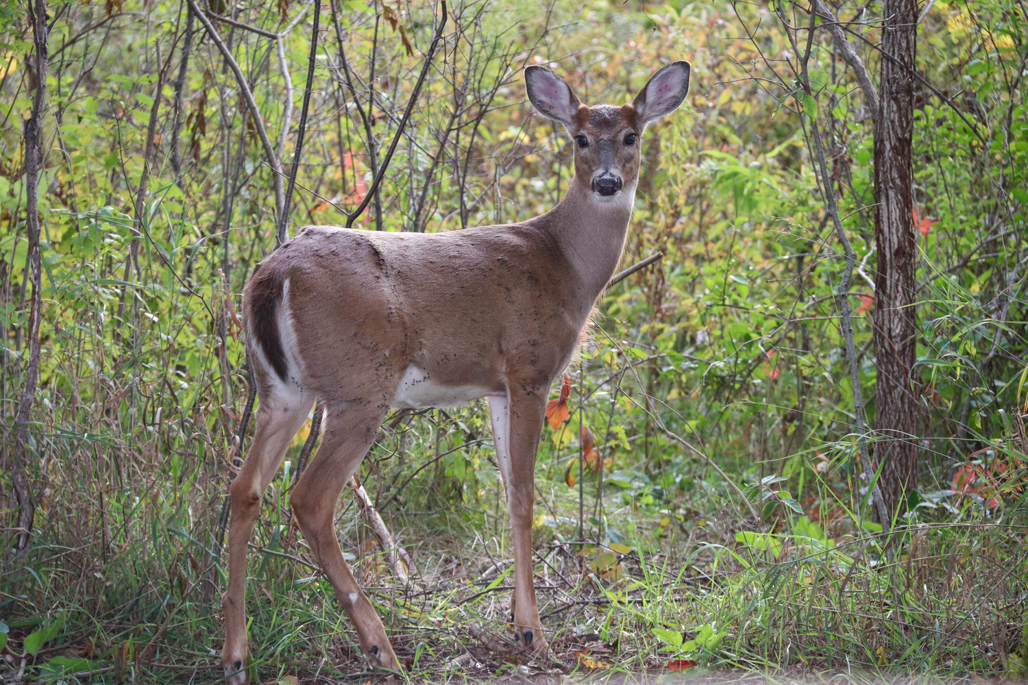 young deer on the path