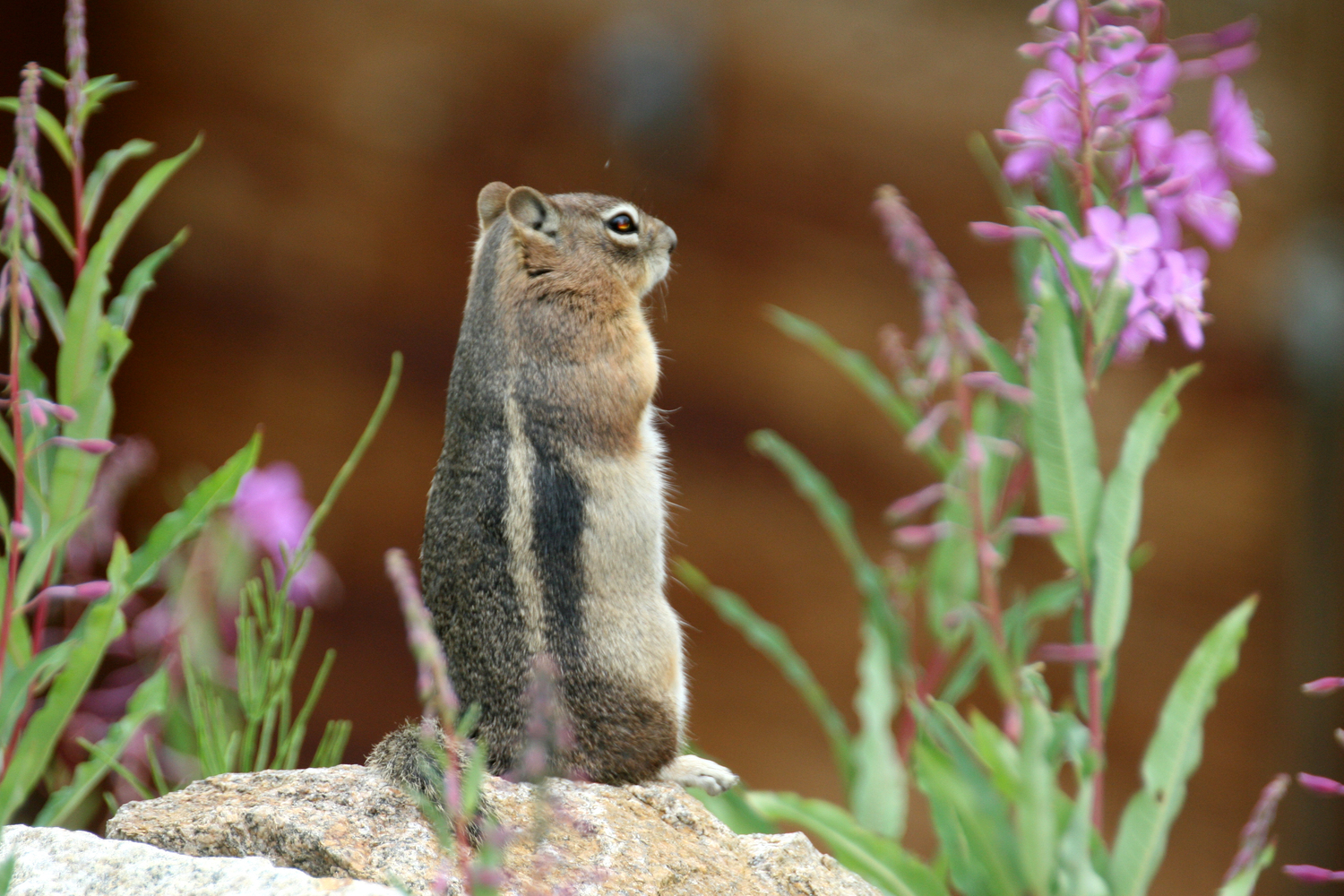 standing ground squirrel