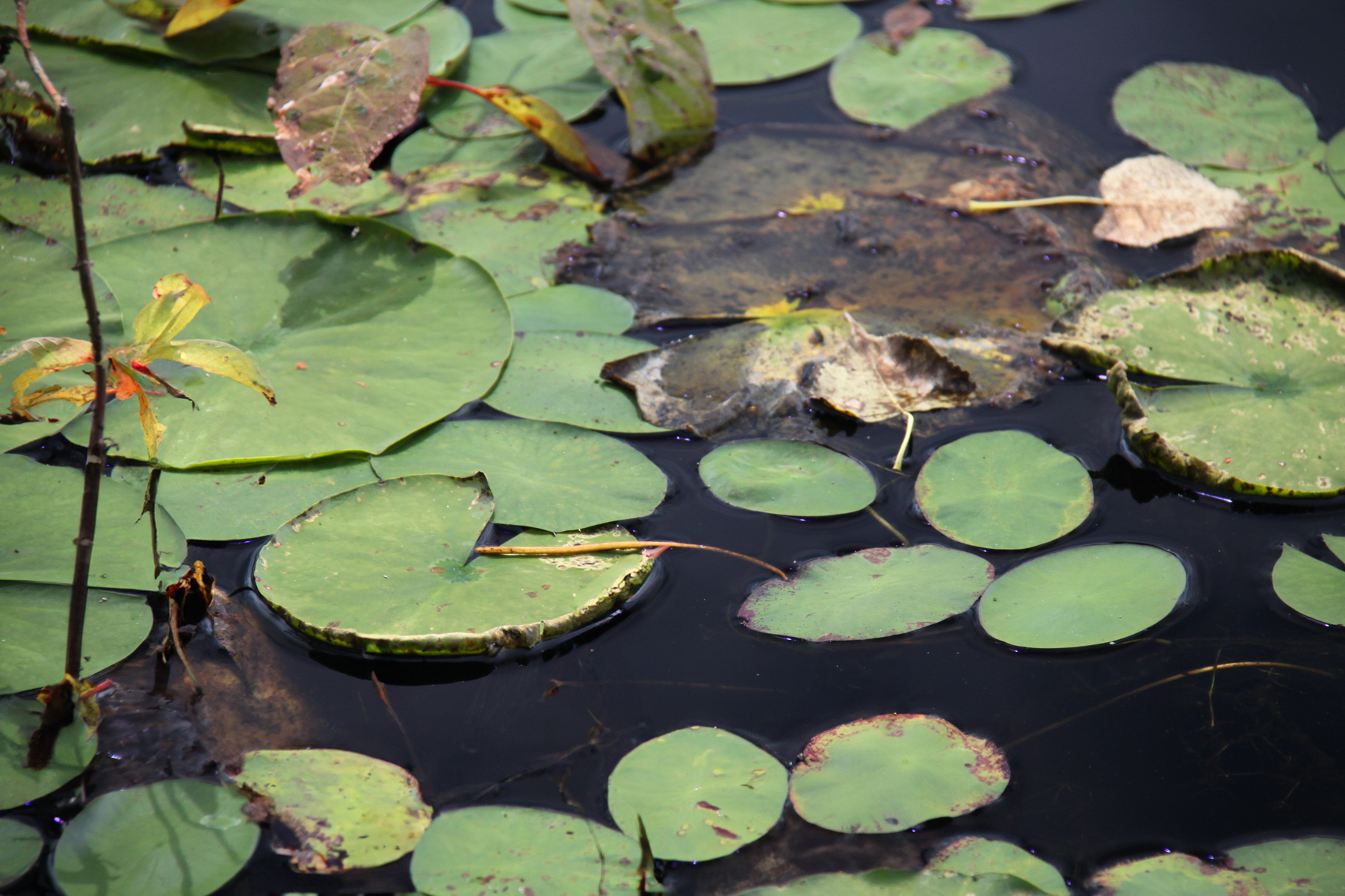 lilies in the frog pond