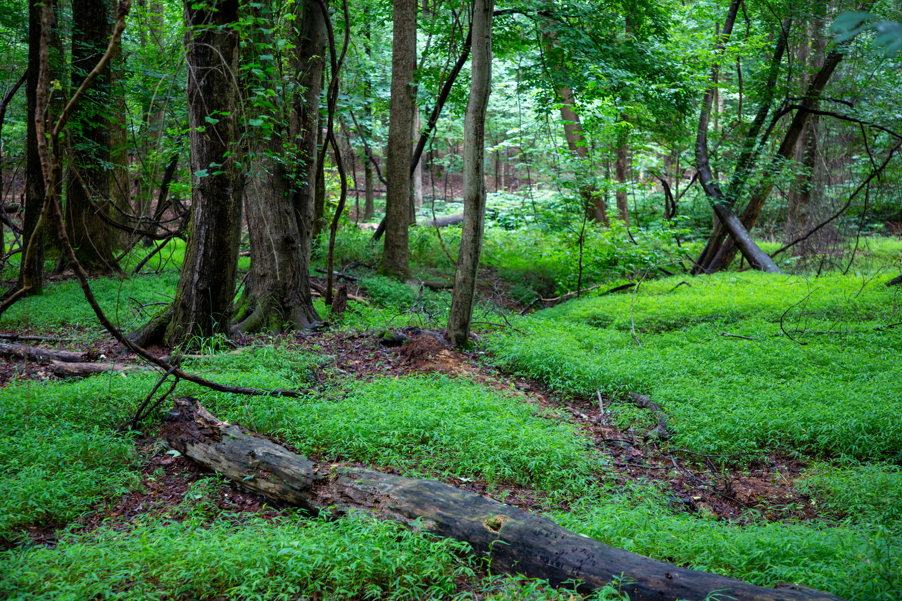 ga_ all that green
