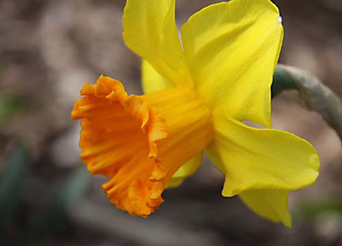 ye_laffy dafft_0071.