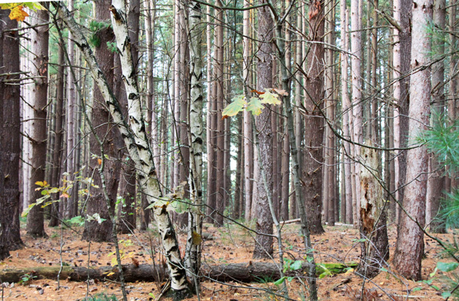 mi_birch among many_263