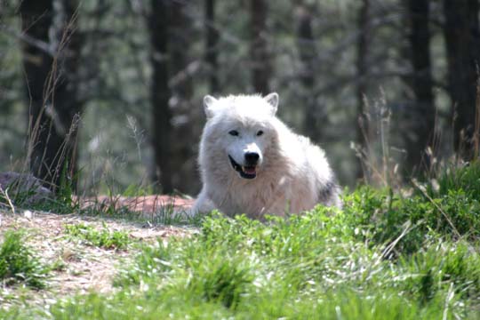 3_do_wolf_0328