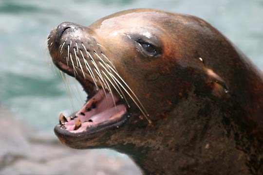 3_se_seal