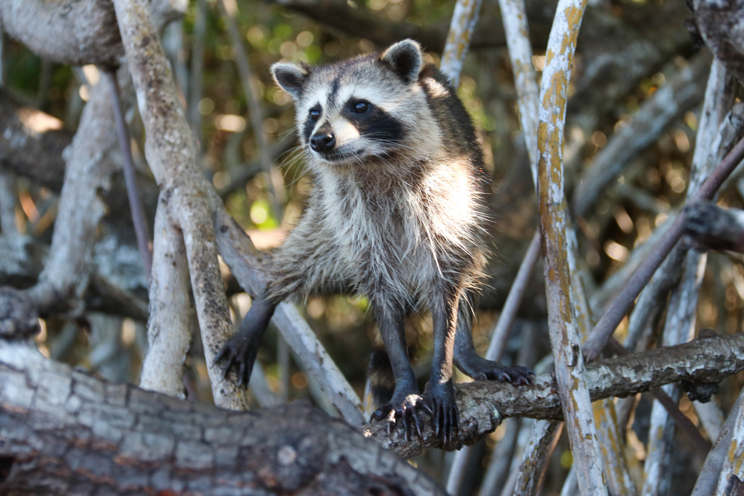 everglades raccoon
