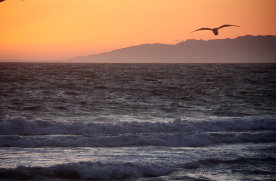 ca_seagul and sunset_166