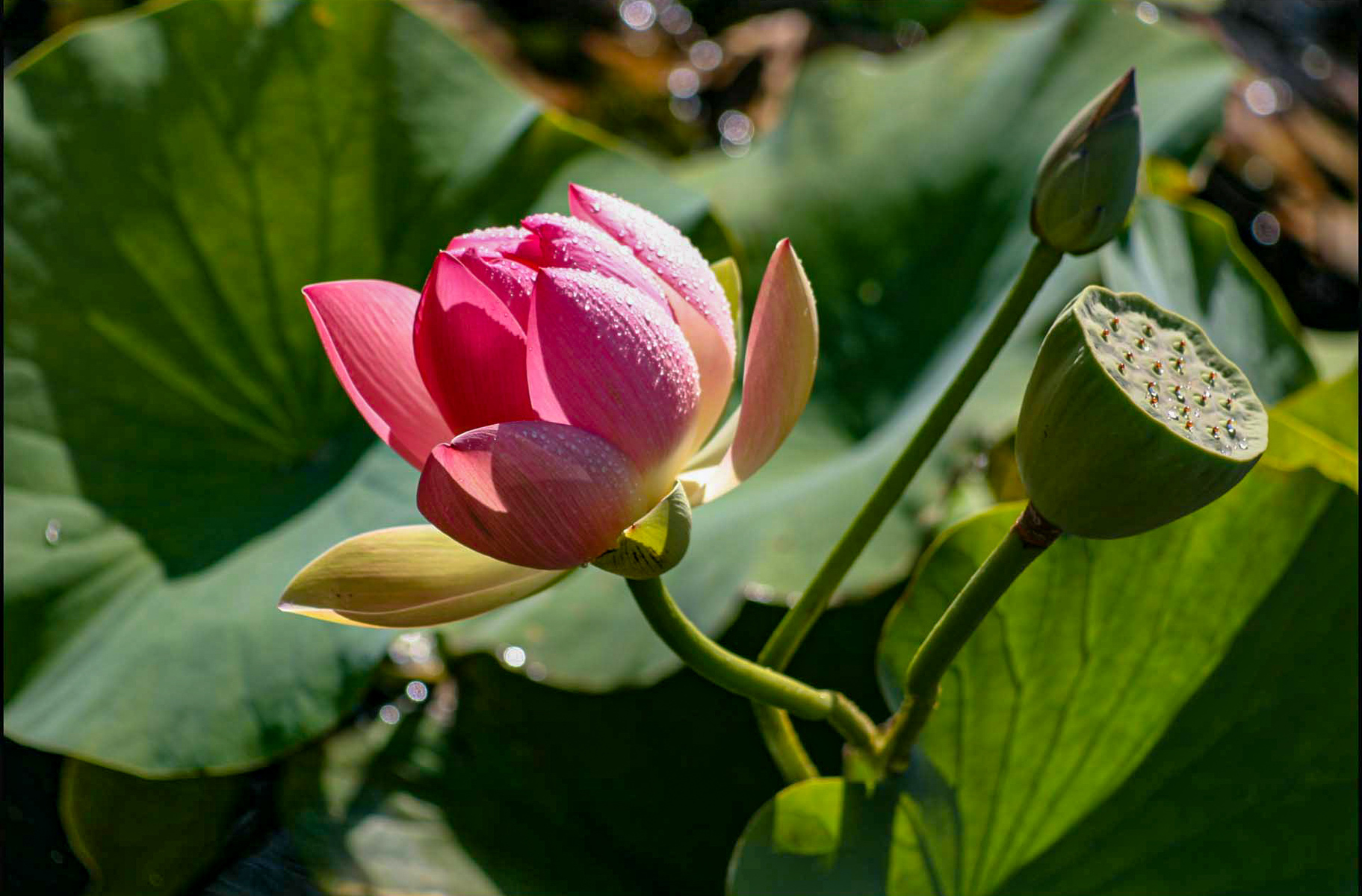 lotis lily and the pod