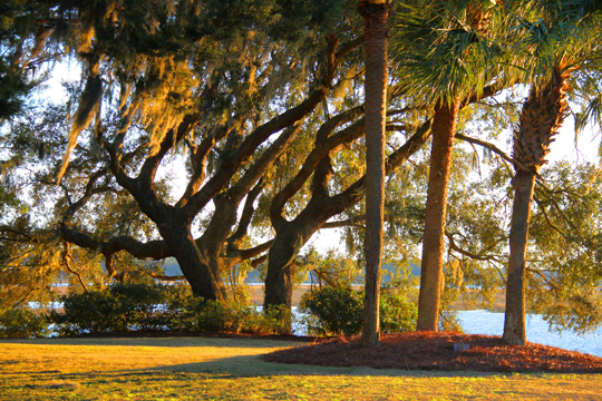 sc_live oaks_220