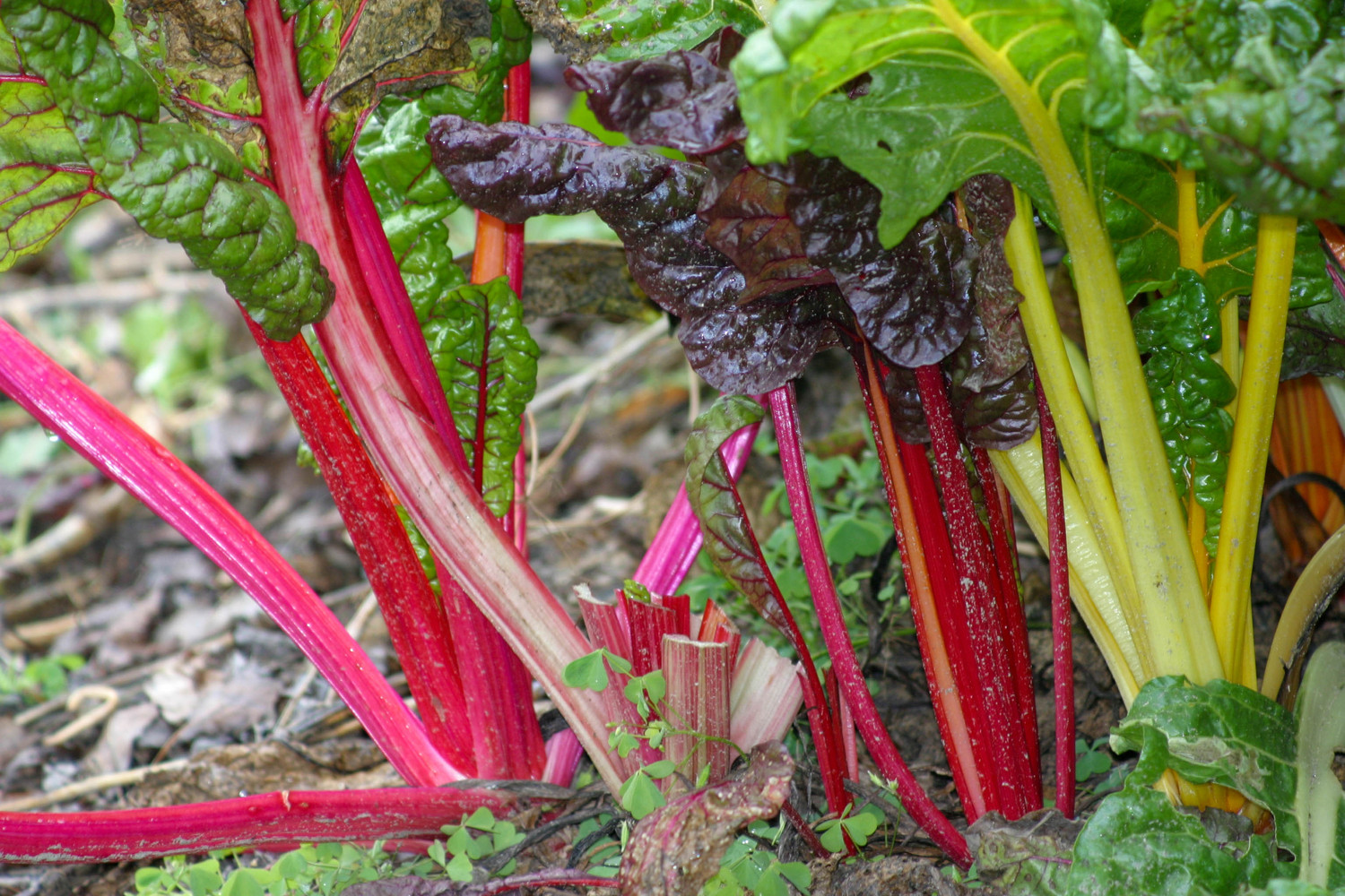 chard_3457
