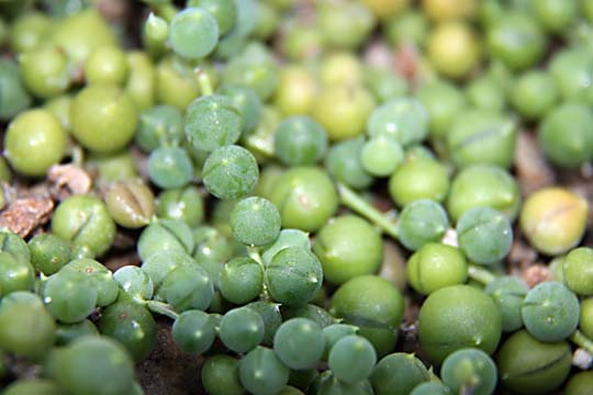 gr_little pea cactus_0293