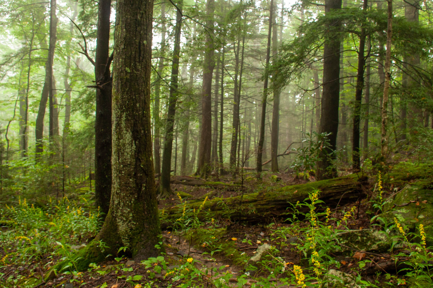in the woods of the Smokeys