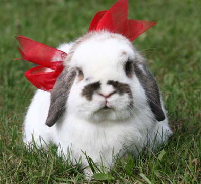 ra_Bunny_0098
