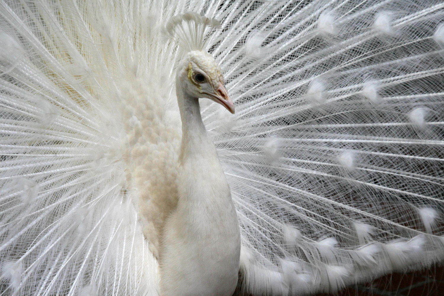 white peacock