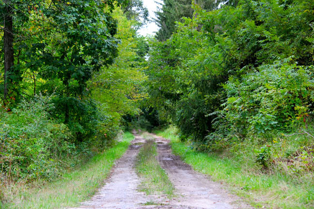 the path at Joy Rd
