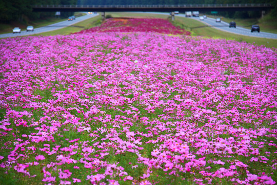 nc_roadway 036