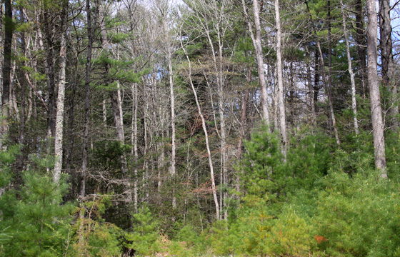 va_jefferson national forest_25