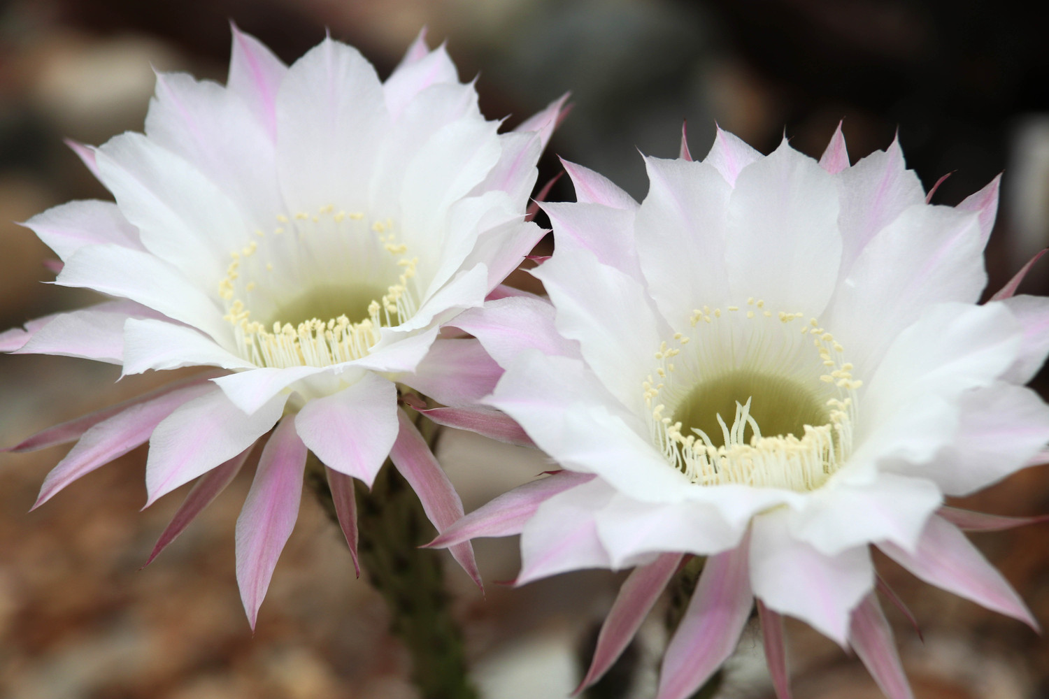 double cactus flower