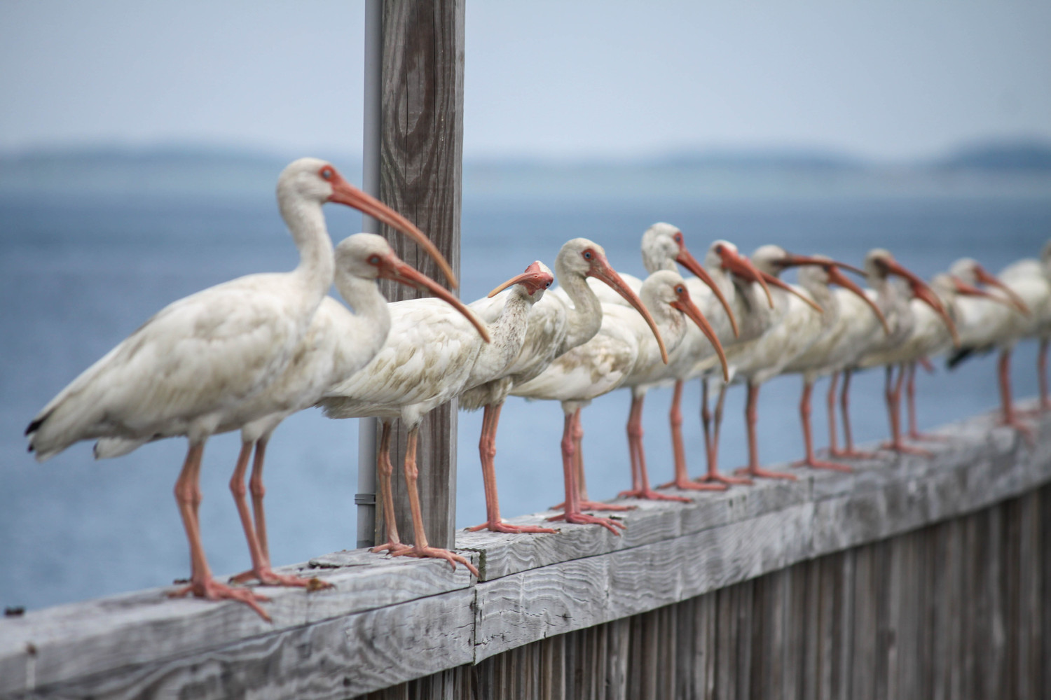 Ibis meeting