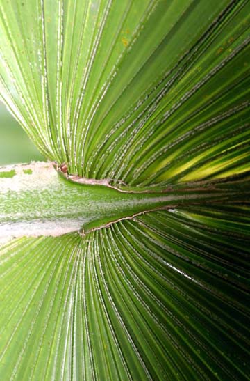 gr_frond2