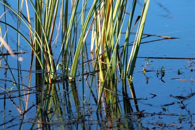 sc_marsh grass_076
