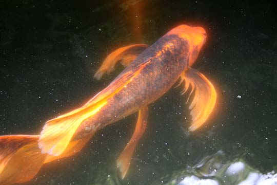3_fi_koi_ 129