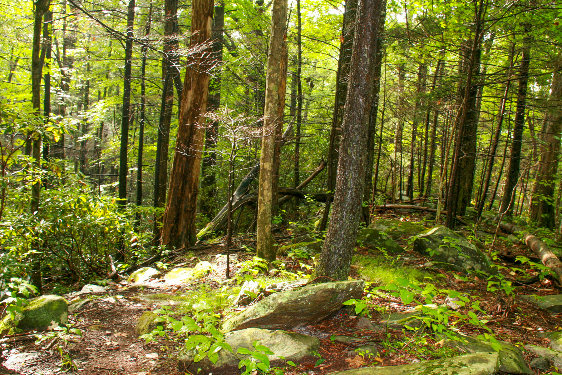 tennessee woods