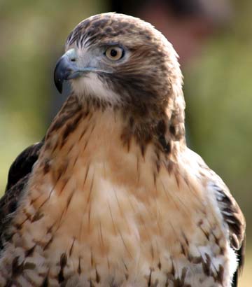 3_bi_Hawk4034