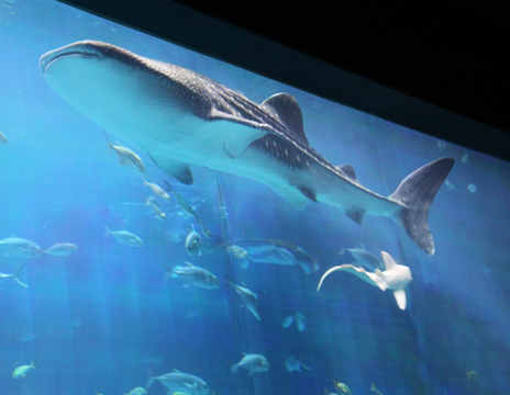 3_wa_Whale Shark_Atlanta Aquarium 046