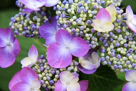 bpu_my favorite flower_