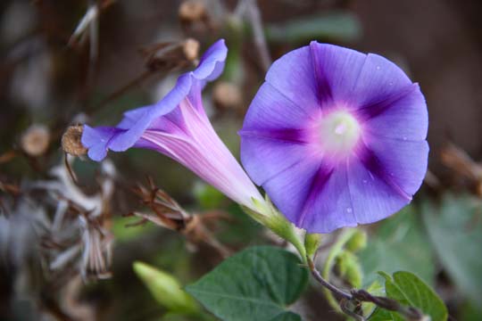 bpu_More Glory_049
