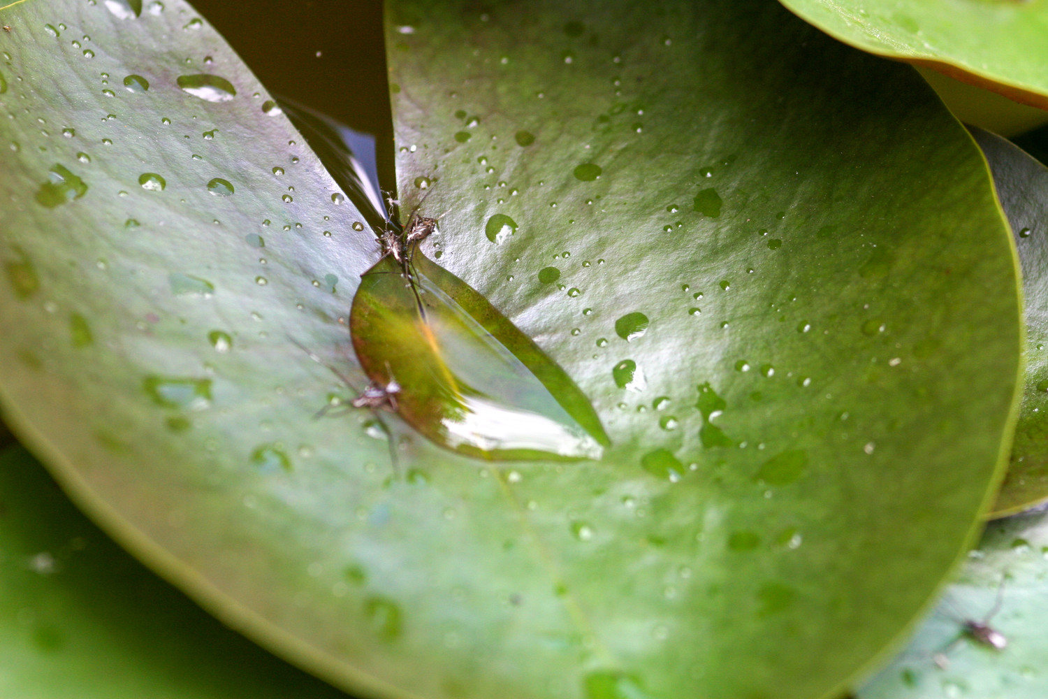 captured water