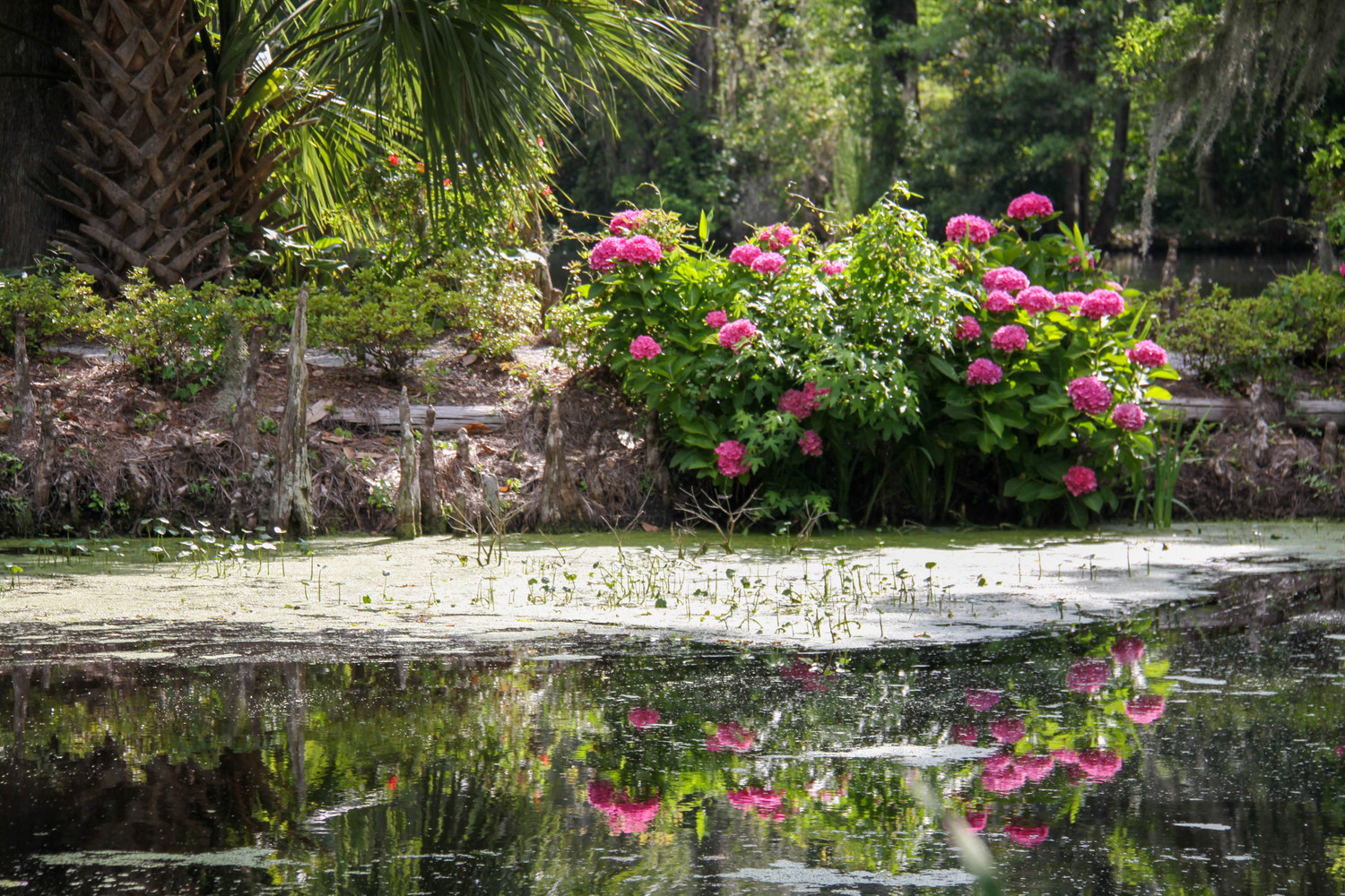 magnolia gardens in spring