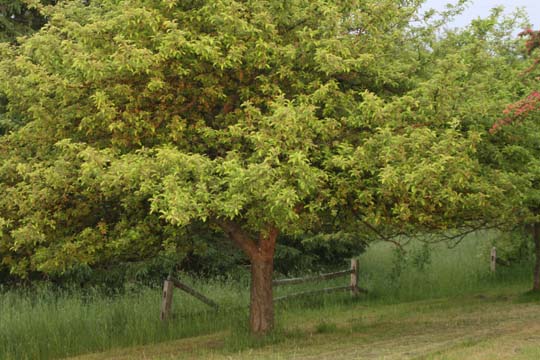 mi_9602 Appletree  II