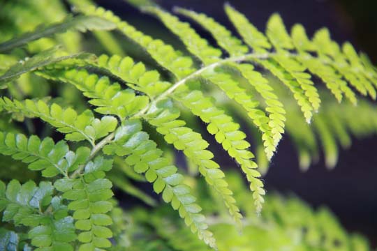 gr_fern_043