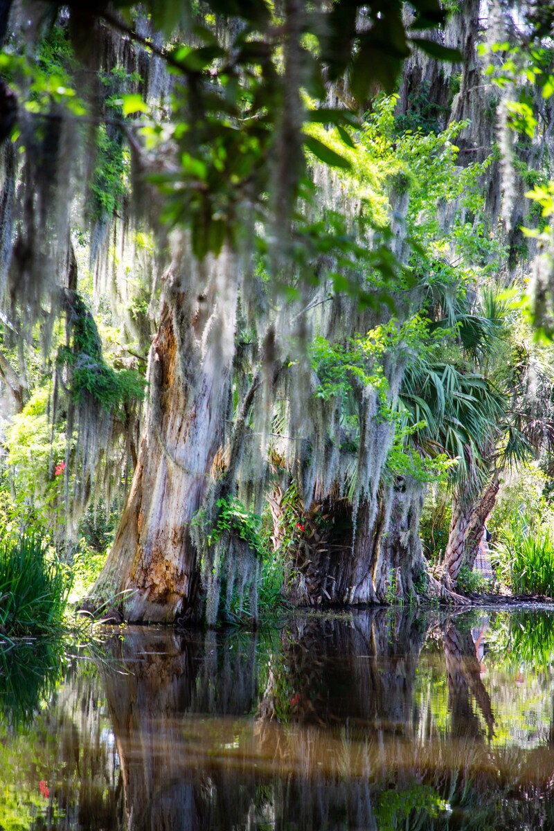 wildlife swamp
