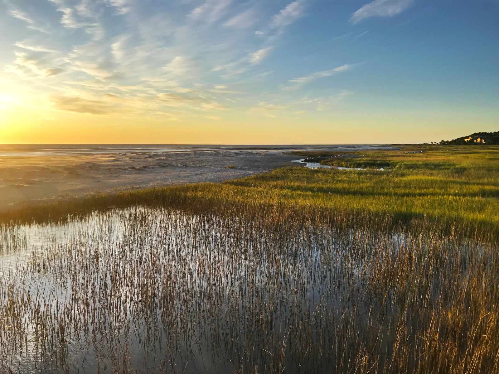 Marshgrass at sunrise