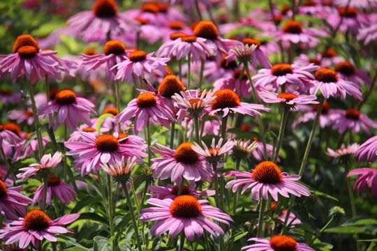 pin_all that pink_ 081