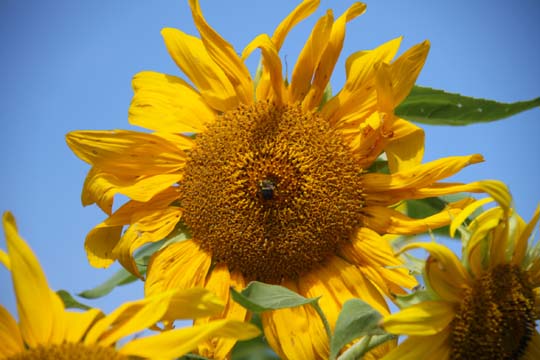 ye_Sunflower at attention_0283