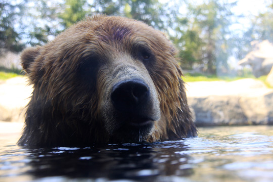 3_be_big bear_126