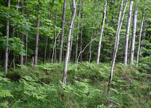 mi_Birch n Ferns 143.