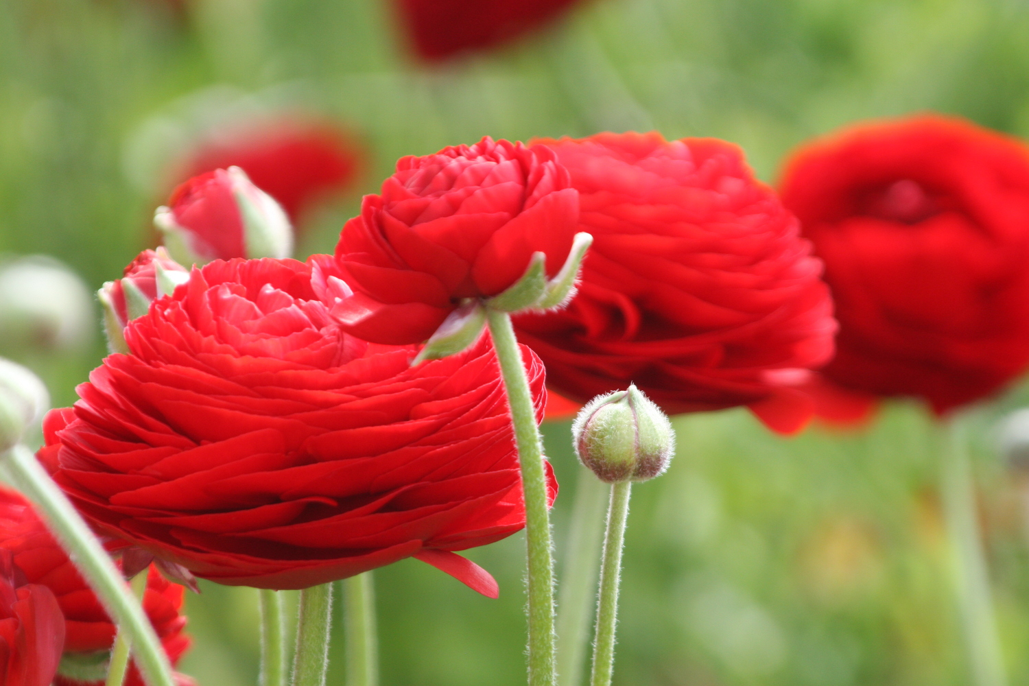 runuculas in red