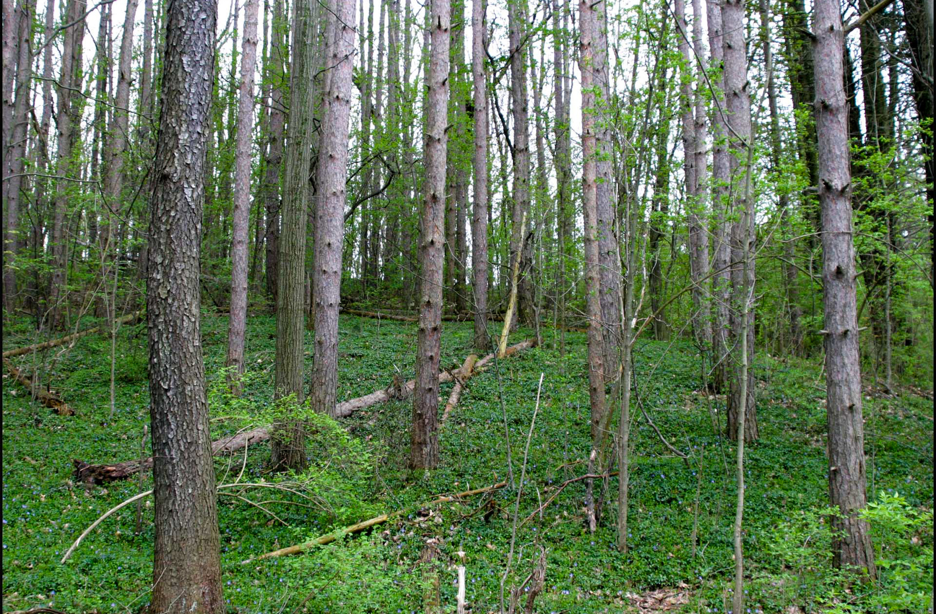 ginger woods
