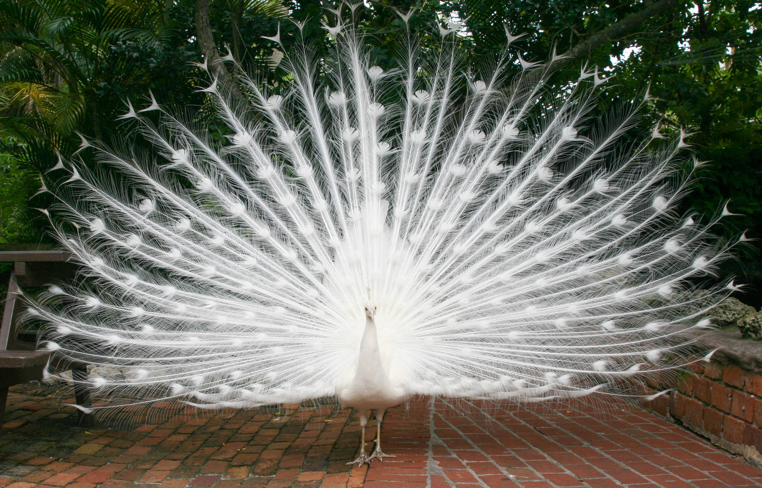 white splendor