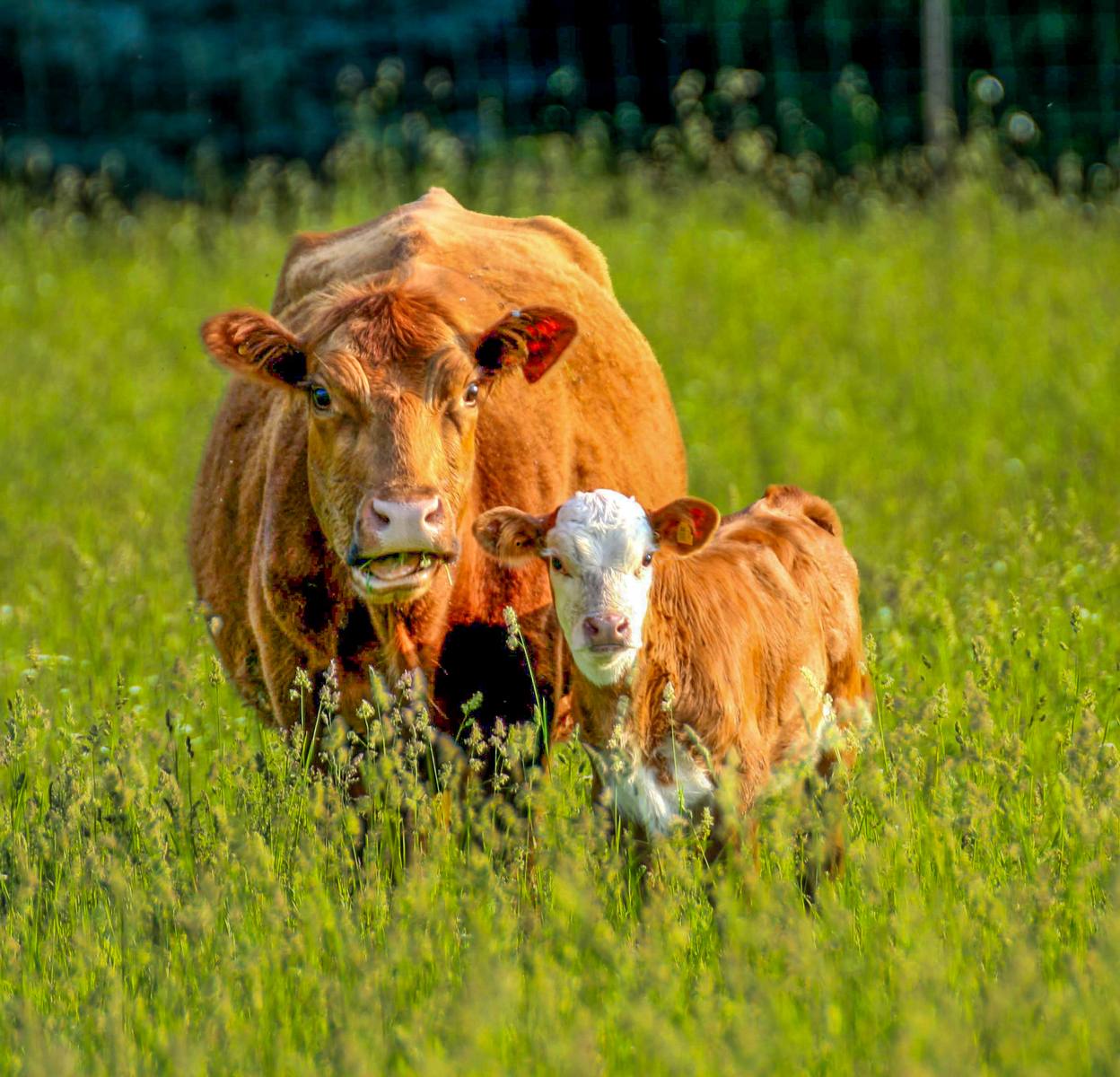 momma and baby