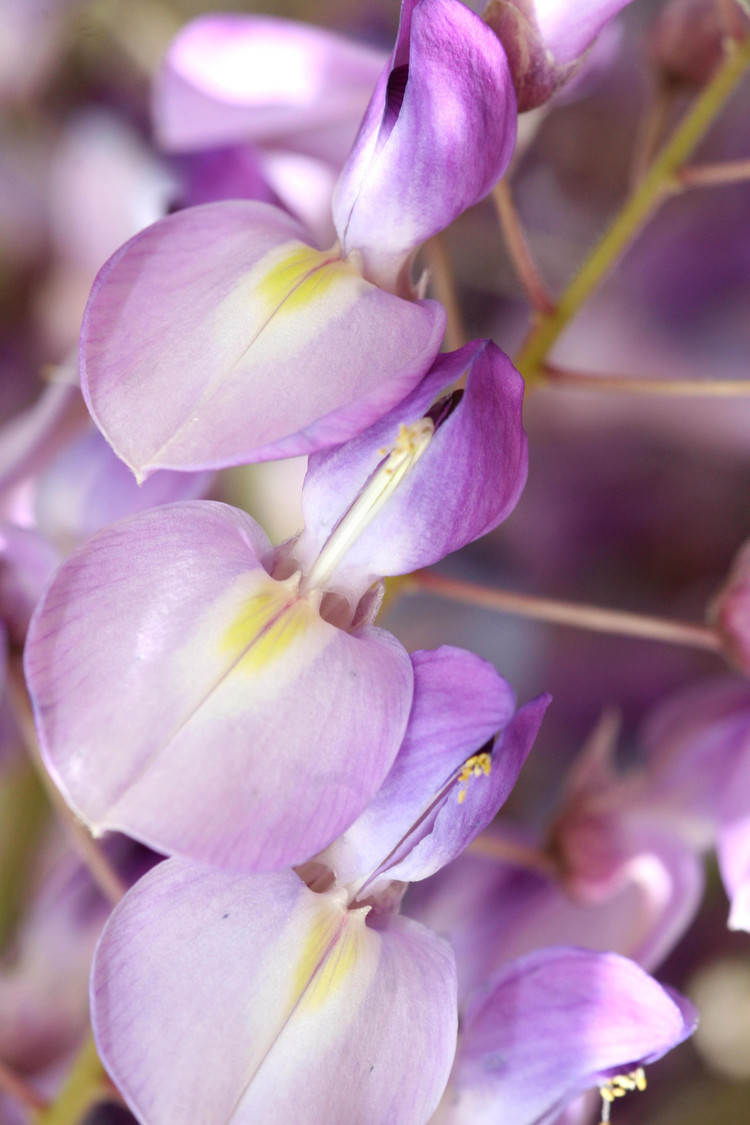 wisteria II